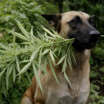 Cannabis medicinal, una alternativa para aliviar el dolor de las mascotas en Colombia
