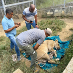 ¿Qué es el confinamiento registrado, calidad en la que está la leona incautada en Altamira?