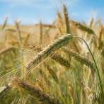 ¿Qué se sabe del acuerdo entre Rusia y Ucrania para exportar los cereales?