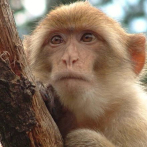 Ataques en serie de macacos en una ciudad al oeste de Japón