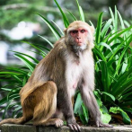 Capturan y matan a un macaco que atacaba a los habitantes de un pueblo japonés