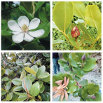 Investigarán las especies endémicas de magnolia para mejorar su conservación