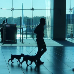 Mili, la perra polizonte que llegó en un contenedor a Panamá y ahora trabaja en el aeropuerto