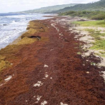Algas asfixian las costas del Caribe