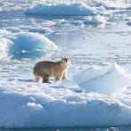 Un oso polar hiere a una turista en un archipiélago noruego en el Ártico