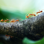 Un pequeño robot suplanta a hormigas en transferir conocimiento