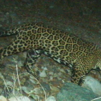 El viaje de un jaguar de EEUU a México alienta a ecologistas