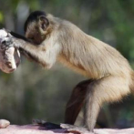 Brasil: Matan a monos por temor a viruela símica