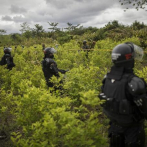 ONU: Colombia produce más cocaína con menos cultivos