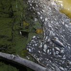 Desastre medioambiental: un río de peces muertos entre Alemania y Polonia
