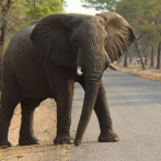 Unos elefantes ayudan a la Policía a detectar inmigrantes ilegales en China