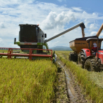 Productores de arroz advierten se deben planificar las cosechas