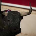 Un toro irrumpe en un banco en Israel y siembra el pánico