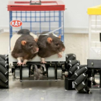 Ratas chófer, un nuevo enfoque para la salud mental