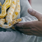 Traficante admite que ingresó a EEUU serpientes y lagartos en sus pantalones