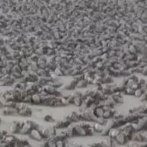 La inusual visita de miles de cangrejos maqueyes a Bahía de las Águilas acapara la atención