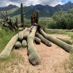 Un cactus gigante de 200 años en Arizona se cae tras intensas lluvias