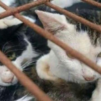 Policía china rescata a 150 gatos capturados para consumo humano
