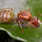 Las reinas de las hormigas controlan la insulina para aumentar su vida útil y su reproducción