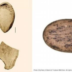 Descifrado el genoma vegetal más antiguo del mundo