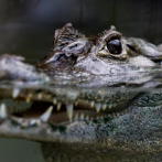 Un caimán muerde a una mujer de 77 años en un lago de Florida