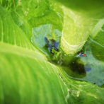 Encuentran microplásticos en agua retenida por hojas