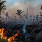 La deforestación avanza al ritmo de las excavadoras en la Amazonía de Brasil