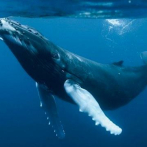 Los clanes de ballenas y cachalotes usan vocalizaciones para marcar su cultura