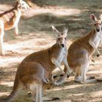 Un canguro mata a un hombre en Australia por primera vez en 86 años