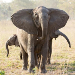 Elefantes salvajes de China vuelven a su 
