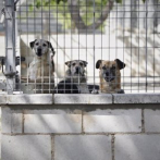 20 perros y 10 gatos llegan a Miami de un refugio afectado por Fiona en Puerto Rico
