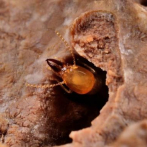 Las termitas pueden ser importantes para el ciclo del carbono en el futuro