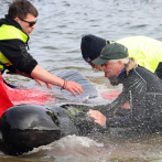 Alrededor de 200 ballenas piloto mueren en una playa australiana