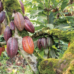 Sector cacaotero pierde RD$200 millones luego del paso de Fiona