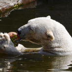Alimentar a los osos como carnívoros los mata lentamente