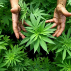 Gobierno impulsa legalización del uso recreativo de marihuana en Costa Rica