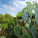 Cactus en el jardín