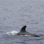 Mueren medio millar de ballenas piloto varadas en Nueva Zelanda