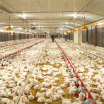 Hay 700,000 pollos en sobreproducción que esperan entrar al mercado