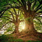 Proteger árboles longevos puede ayudar a mitigar el cambio climático