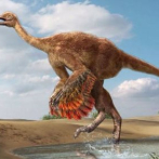 Dinosaurios parecidos al avestruz alcanzaron los 800 kilos