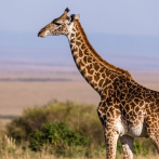 Una jirafa mata a una bebé de 16 meses en Sudáfrica