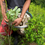 Colombia logra cifra récord en cultivos de hoja de coca