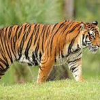 Tigres y elefantes en Asia evitan extinguirse viviendo cerca de humanos