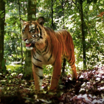 Tigres y elefantes en Asia evitan extinguirse viviendo cerca de humanos