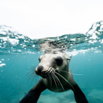 Las focas tienen sentido del ritmo