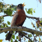 Las aves se vuelven más pequeñas mientras el planeta se calienta