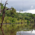 Amazonía: una preocupación global pero ausente en la elección brasileña