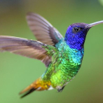 Buscan crear 100 áreas en América Latina para preservar 200 especies de aves
