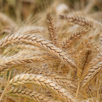 Unión Europea autoriza prolongar hasta septiembre restricciones a importación de grano ucraniano